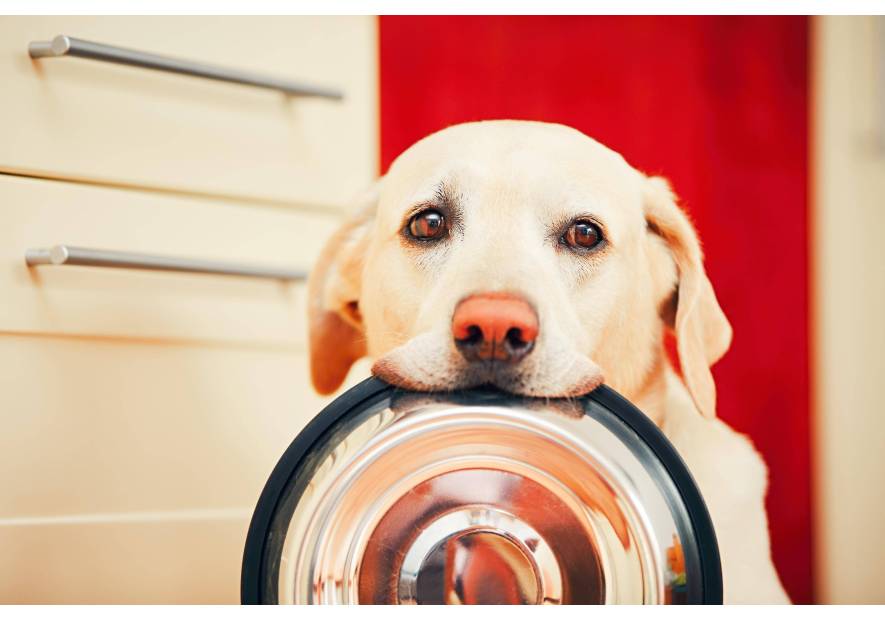 Jaką karmę podawać psu po sterylizacji?