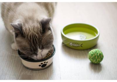 Najlepsza karma dla kota po sterylizacji - jak wybrać?