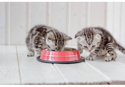 Co powinno znaleźć się w miseczce młodego kota?