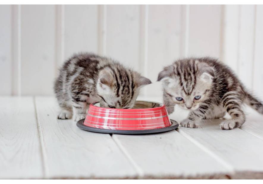 Co powinno znaleźć się w miseczce młodego kota?