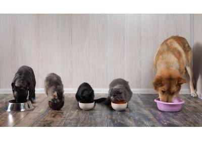 Dlaczego karma dla kota nie powinna zawierać zbóż?