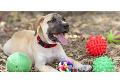 Edukacyjne, interaktywne i kreatywne zabawki dla psa