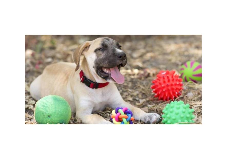 Edukacyjne, interaktywne i kreatywne zabawki dla psa