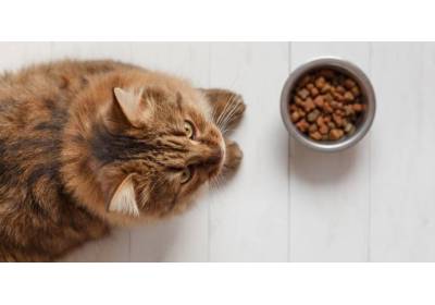 Jaka karma dla kota?