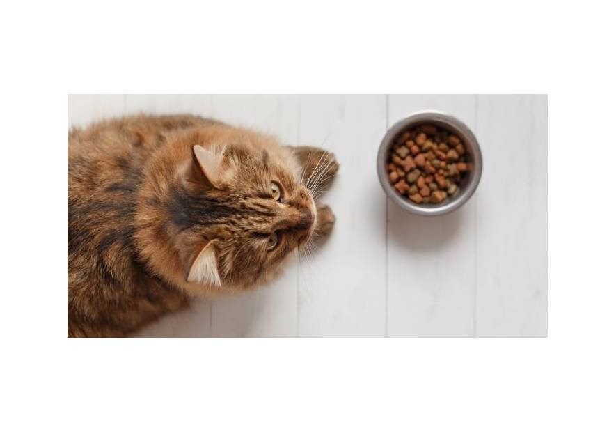 Jaka karma dla kota?