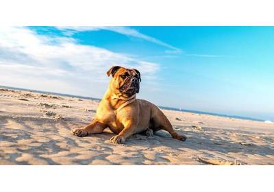 7 cennych wskazówek jak dbać o pupila latem