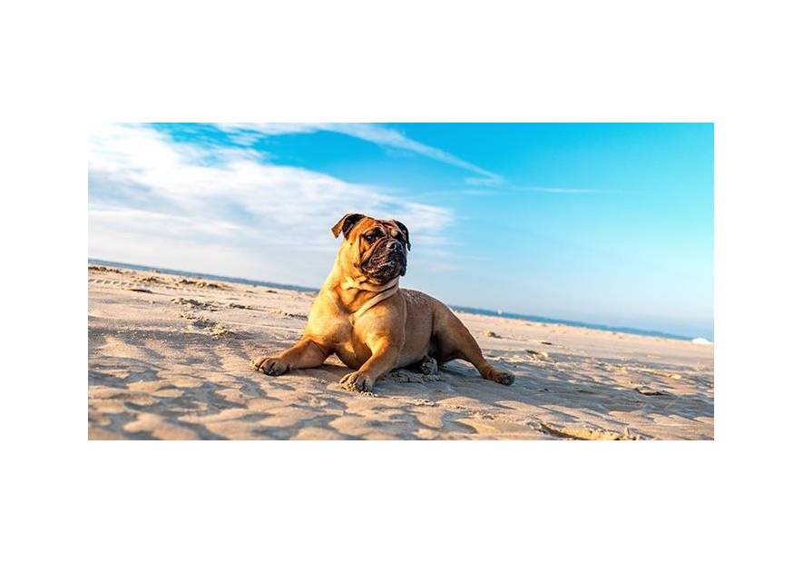 7 cennych wskazówek jak dbać o pupila latem