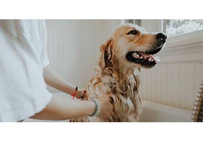 Jak często należy kąpać psa? 