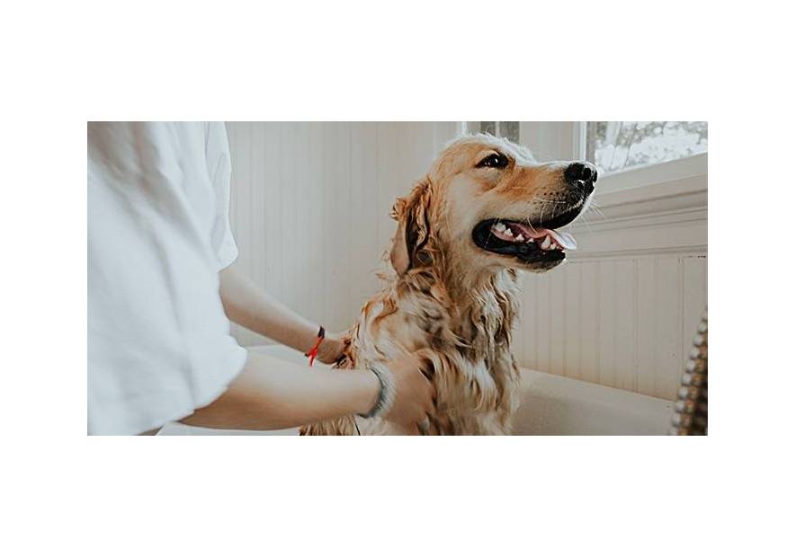 Jak często należy kąpać psa? 