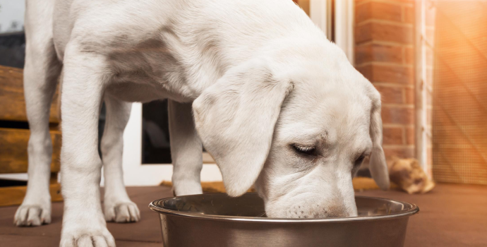 Biały pies z alergią jedzący bezzbożową karmę dla psa