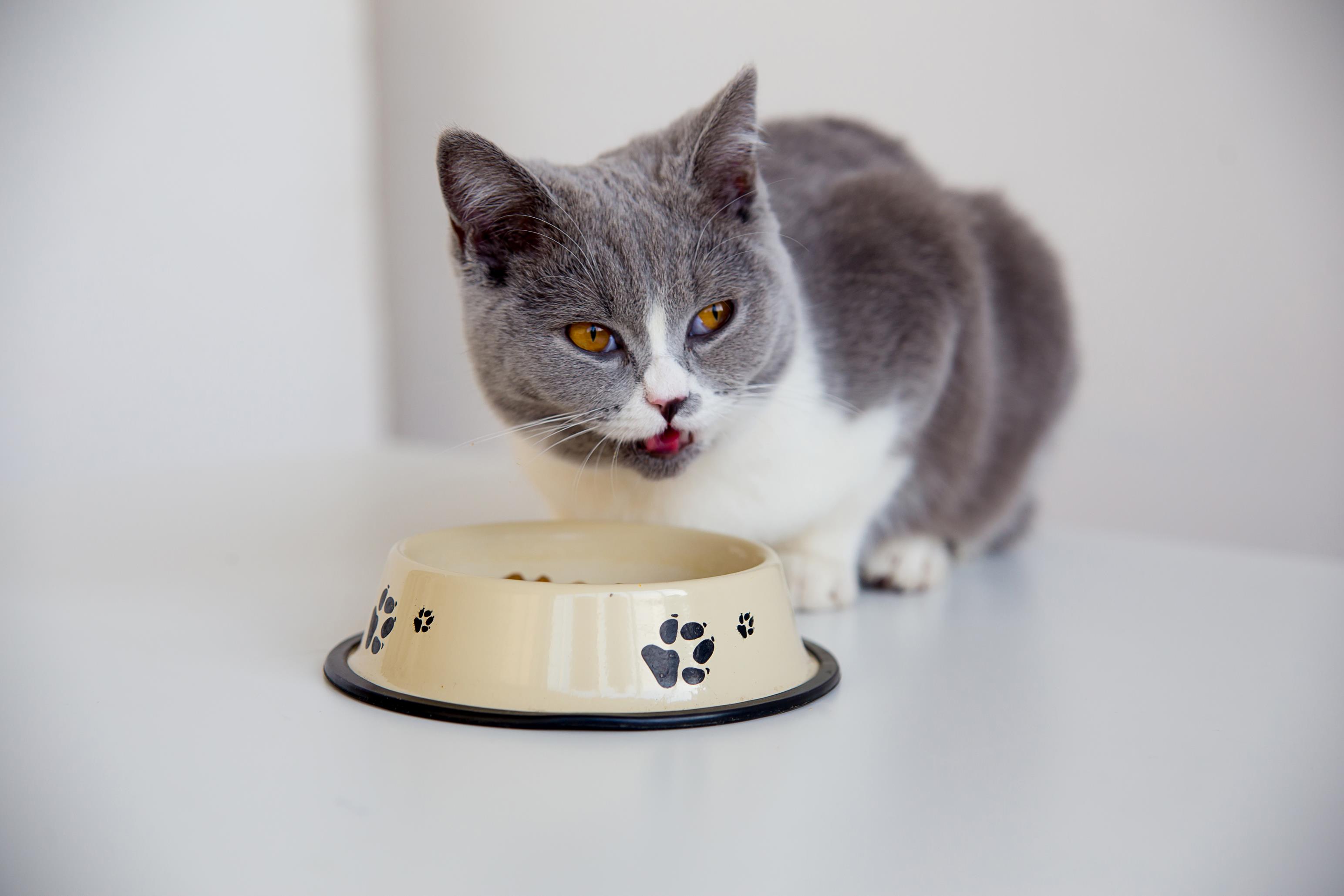Kot jedzący z miski