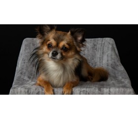 Małe psy do mieszkania: kompletny przewodnik dla nowych właścicieli