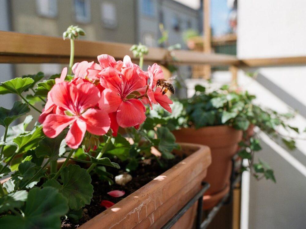 doniczka z pelargonią i ziemią