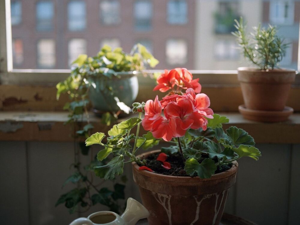 pelargonie na słonecznym balkonie