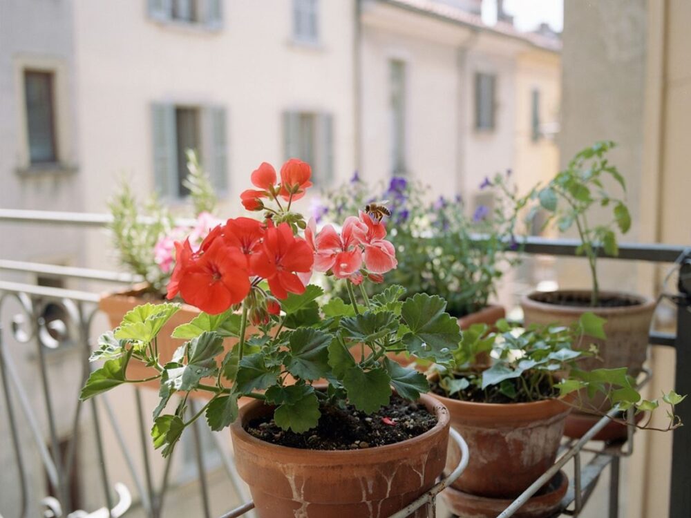 podlewanie pelargonii na balkonie