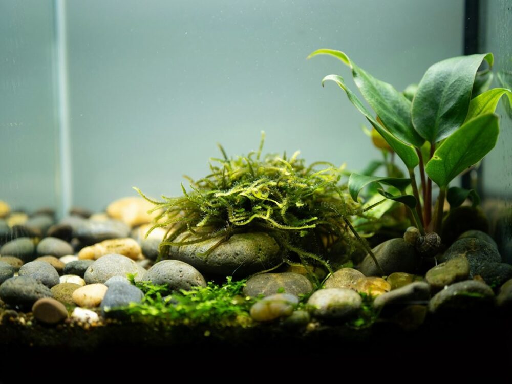 zielone rośliny wodne do akwarium
